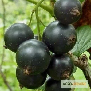 Дворічні саджанці великої смородини Вернісаж- фото № 1