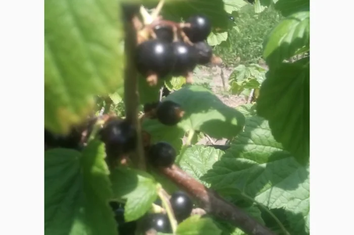 Дворічні саджанці великої смородини Вернісаж- фото № 2