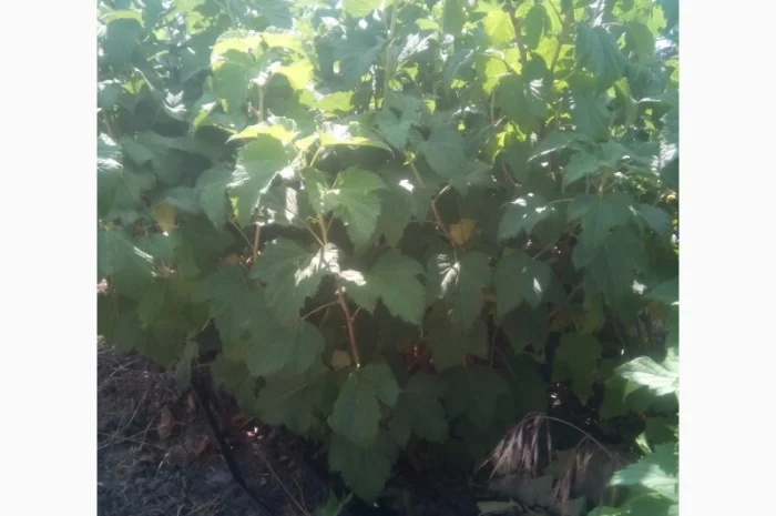 Дворічні саджанці великої смородини Вернісаж- фото № 3