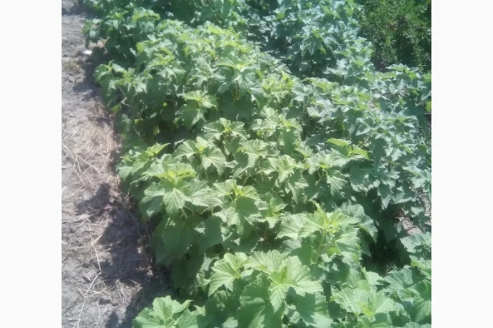 Дворічні саджанці великої смородини Вернісаж- фото № 4