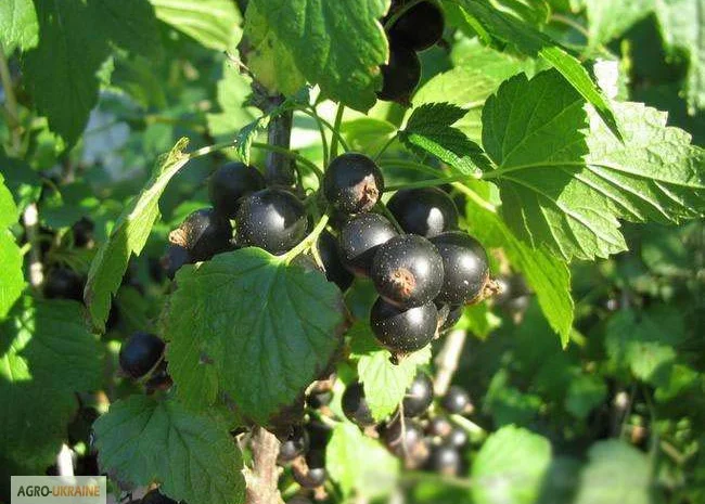 Саджанці смородини- фото № 1