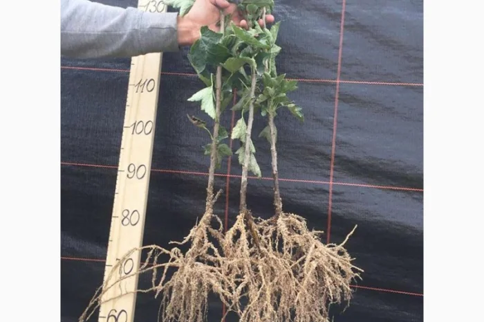 Саженцы смородины оптом: Бен Конан, Бен Гейн, Бен Хопе, Бона, Тисель, Юбилейная Копаня- фото № 2