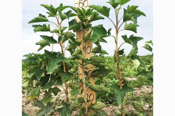 Саженцы смородины оптом: Бен Конан, Бен Гейн, Бен Хопе, Бона, Тисель, Юбилейная Копаня- фото № 3