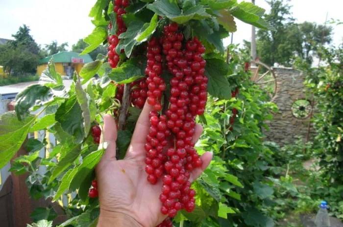 Продам саженцы красной смородины РОВАДА: 1 и 2 летние. Доставка по Украине, оптом- фото № 1