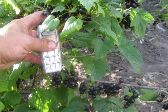 Продам саженцы черной смородины- фото № 2