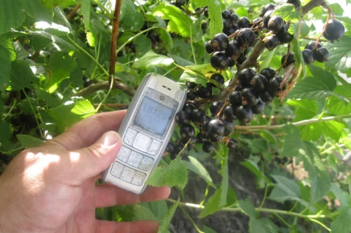 Продам саженцы черной смородины- фото № 3