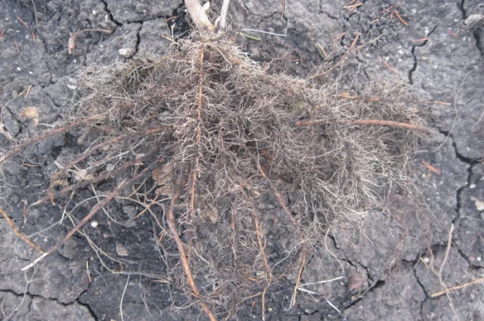 Продам саженцы черной смородины- фото № 5