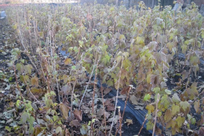 Продам саженцы черной смородины- фото № 6