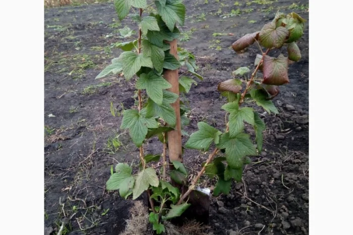 Продам живці однорічні та дворічні саджанці чорної смородини на посадку 2021р- фото № 1