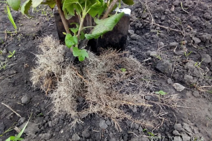 Продам живці однорічні та дворічні саджанці чорної смородини на посадку 2021р- фото № 2