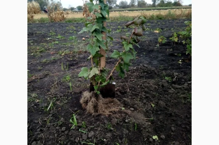 Продам живці однорічні та дворічні саджанці чорної смородини на посадку 2021р- фото № 3