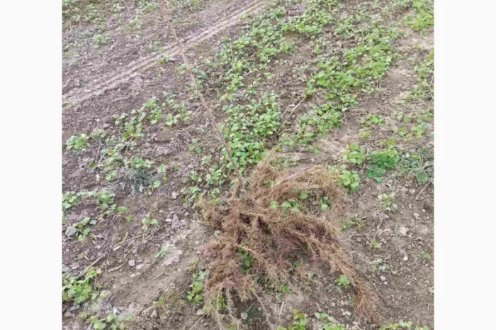 Продам черенки та саджанці чорної смородини- фото № 2