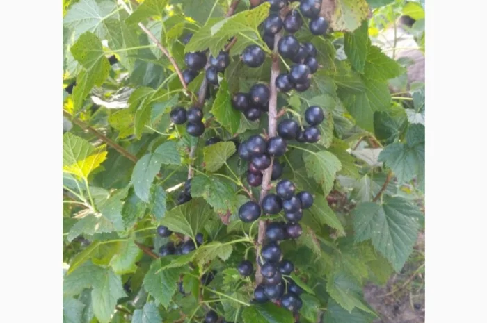 Продам черенки та саджанці чорної смородини- фото № 3