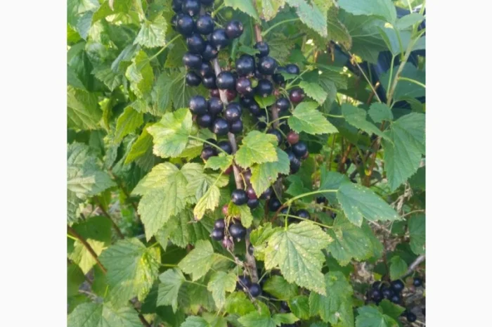 Продам черенки та саджанці чорної смородини- фото № 4