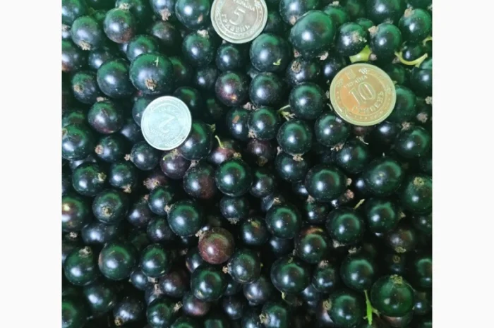 Продам черенки та саджанці чорної смородини- фото № 5