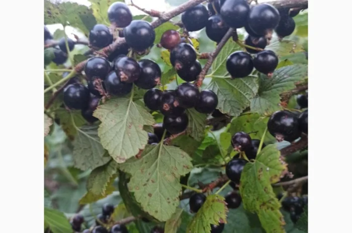 Продам черенки та саджанці чорної смородини- фото № 6