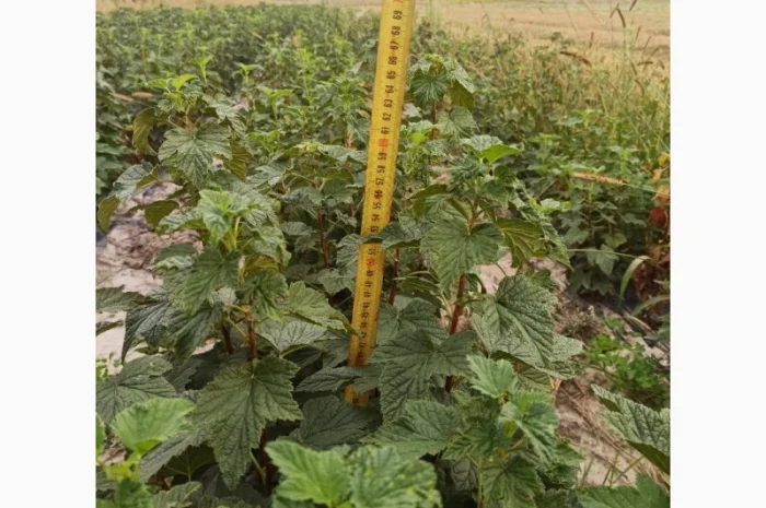 Продам черенки та саджанці чорної смородини- фото № 7