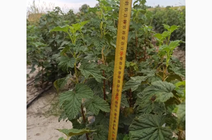 Продам черенки та саджанці чорної смородини- фото № 8