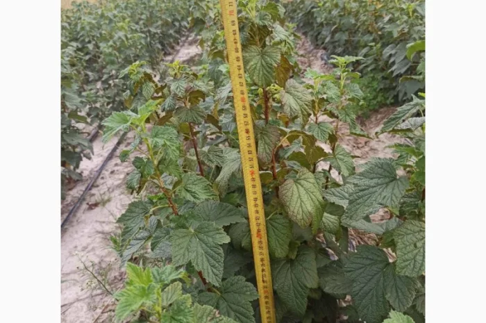 Продам черенки та саджанці чорної смородини- фото № 9