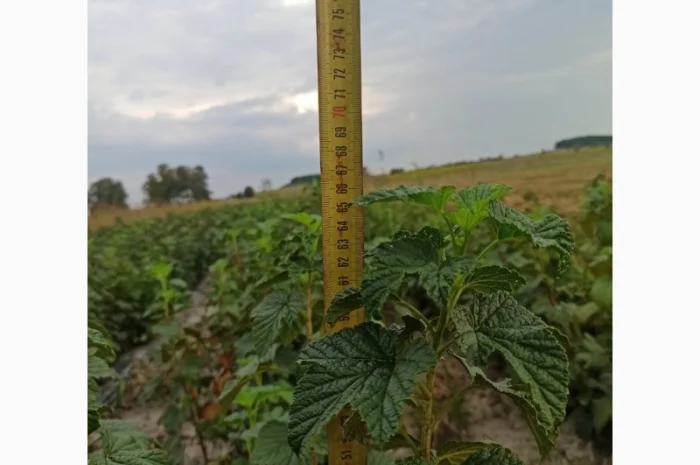 Продам черенки та саджанці чорної смородини- фото № 11