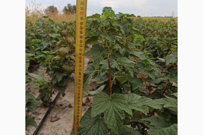 Продам черенки та саджанці чорної смородини- фото № 12