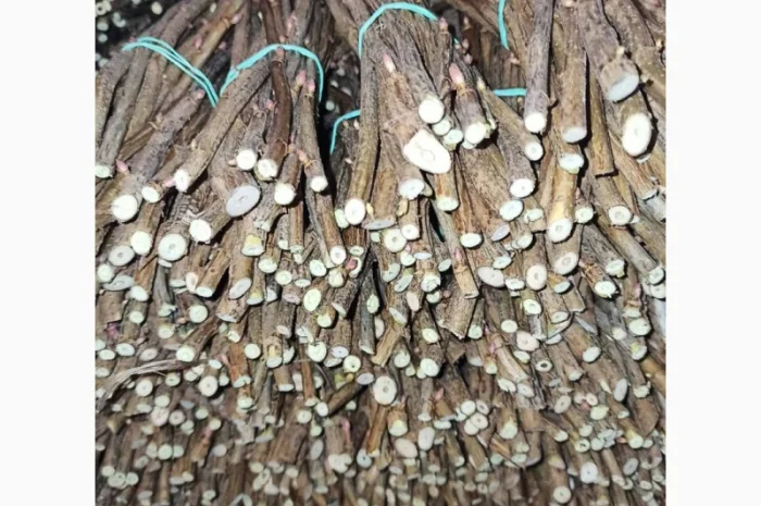 Продам черенки та саджанці чорної смородини- фото № 1