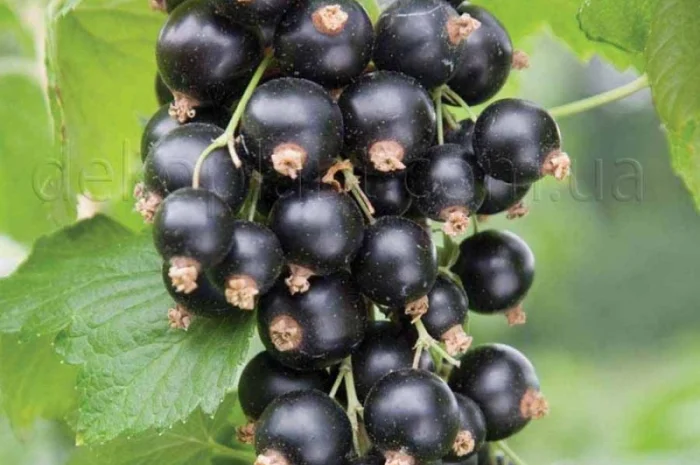 Двохрічні садженці чорної смородини Черешнева- фото № 1