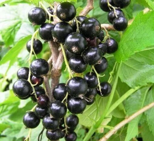 Двохрічні садженці чорної смородини Вернісаж- фото № 2