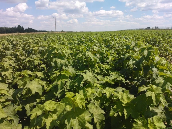 Продам лицензионные саженцы черной смородины польских сортов- фото № 1