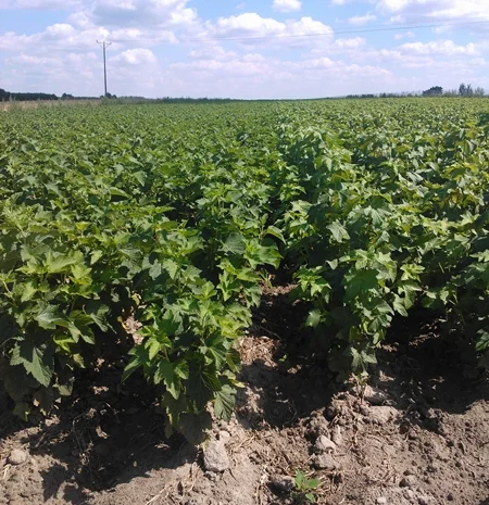 Продам лицензионные саженцы черной смородины польских сортов- фото № 3