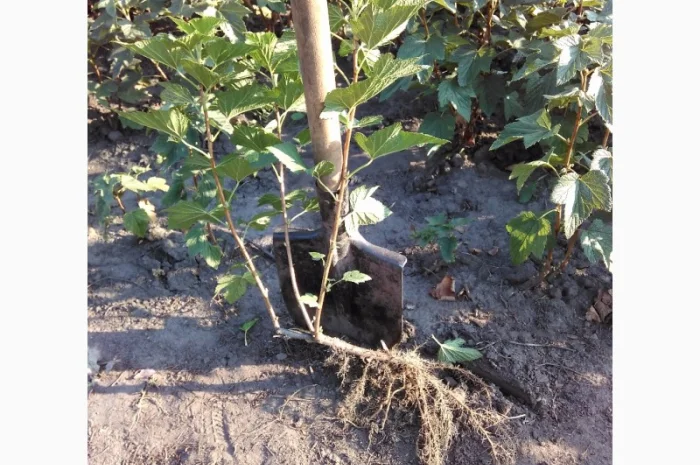 Продам саджанці смородини та живці сорта найкращої Української та зарубіжної селекції- фото № 1