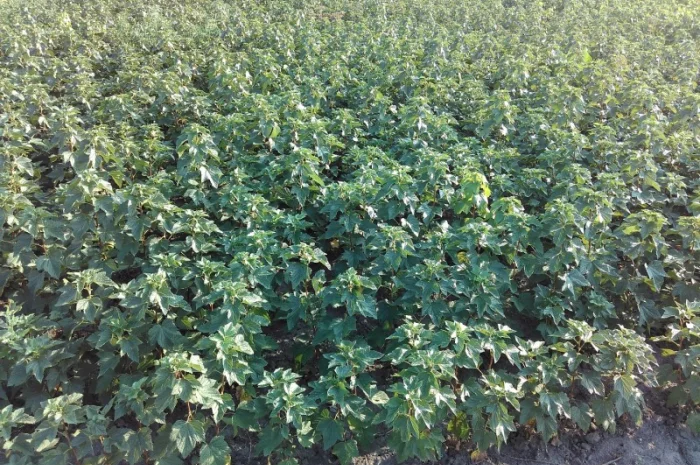 Продам саджанці смородини та живці сорта найкращої Української та зарубіжної селекції- фото № 2