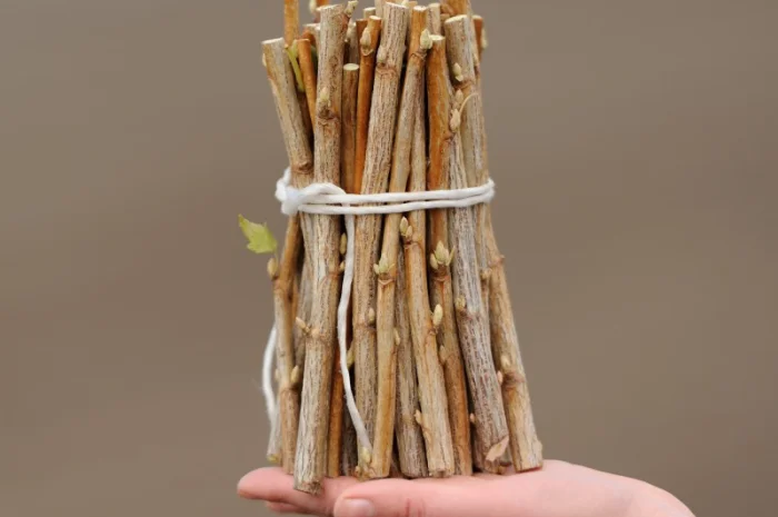 Продам черенки смородины срт Гоферт, Тибен, Бен Тирран- фото № 1