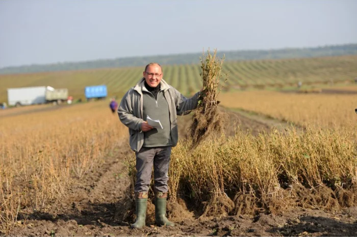 Саджанці, живці чорної смородини- фото № 1