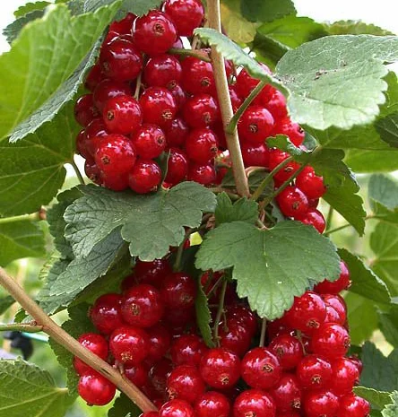 Продам саджанці порічки, сорт Ровада, Роднеус, Червона Віксне, Джонкер Ван Тетс- фото № 1