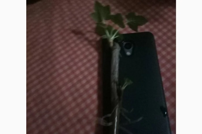 Пропонуємо вкорінені черенки смородини- фото № 1