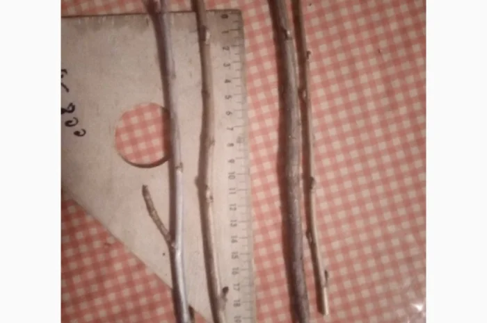 Продаж Живців смородини великі обєми- фото № 1