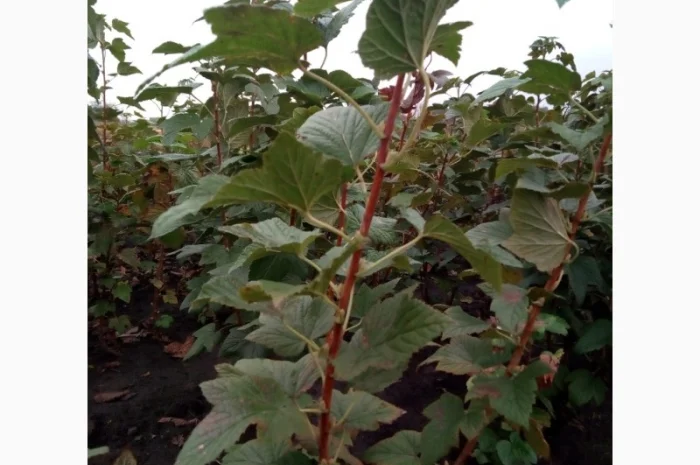 Підприємство реалізує саджанці та живці черенки смородини- фото № 1