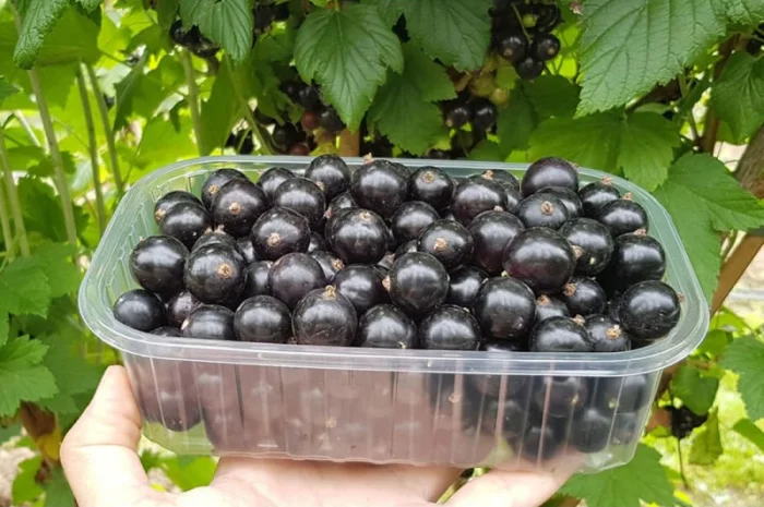 Смородина чорна "Краса Львова" (середньопізній строк) (2-х річний саджанець)- фото № 1