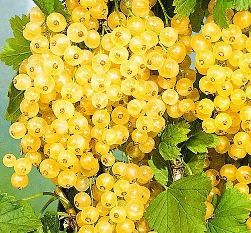 Смородина біла "Імператорська" - рання, біла, великоплідна (2-х річний саджанець)- фото № 1