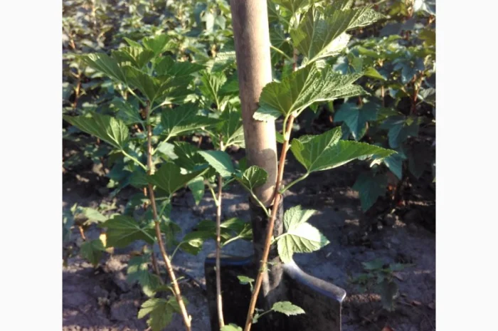 Саженцы черенки смородины черной только отборные, качество и сохранность сорта 100%- фото № 2