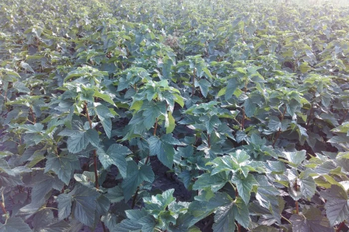 Саженцы черенки смородины черной только отборные, качество и сохранность сорта 100%- фото № 3