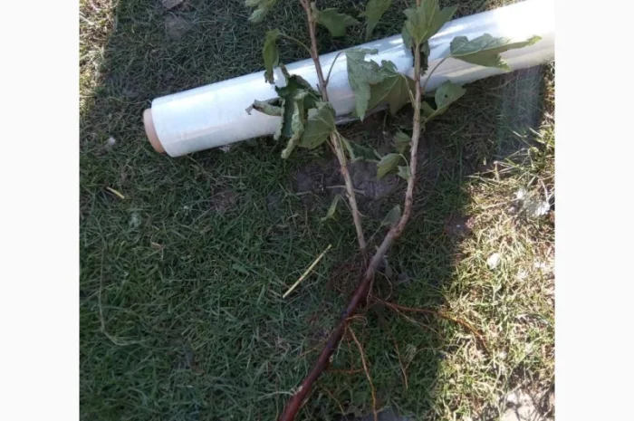 Продаю саженцы черной и красной смородины- фото № 1