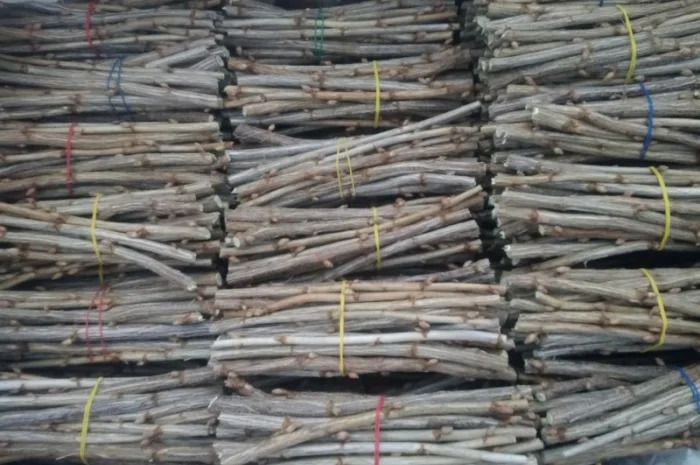 Живці та саджанці чорної смородини- фото № 1