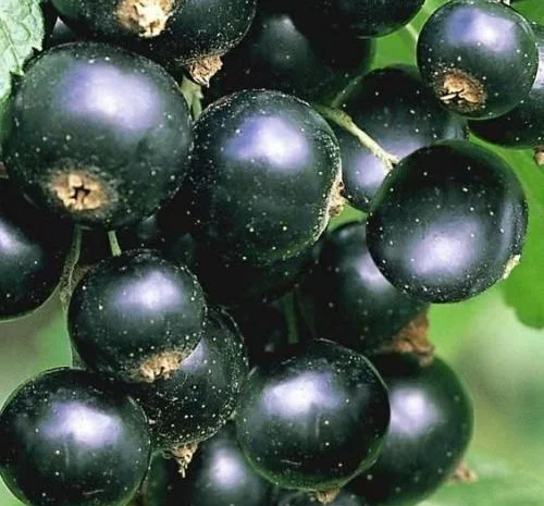 Саджанці кущів смородини і порички і ожини- фото № 2