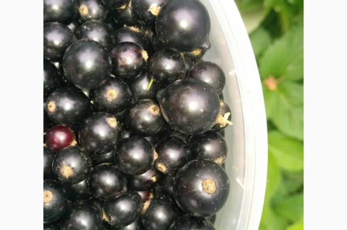 Саджанці таЖивці смородини- фото № 1