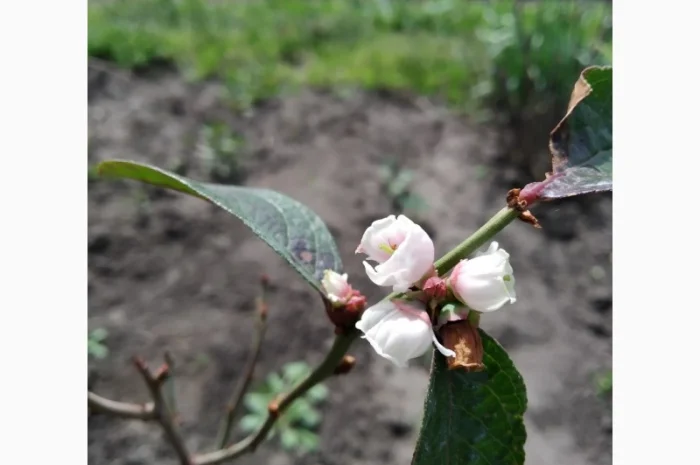 Барбарис черноплодный корейский. 2-хгодичные саженцы- фото № 1