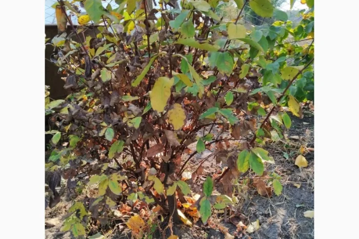 Барбарис черноплодный корейский – 2-хлетние саженцы- фото № 2