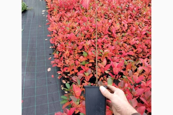 Чорна горобина. Аронія сорт Галіціянка. Саджанці аронії оптом- фото № 1