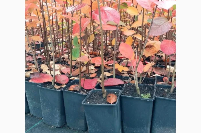 Чорна горобина. Аронія сорт Галіціянка. Саджанці аронії оптом- фото № 2